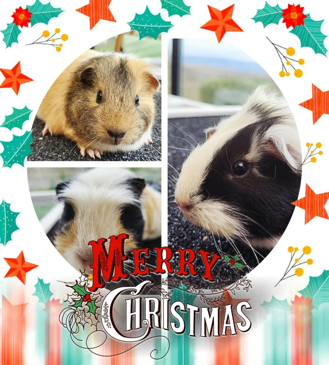 Quality Guinea Pigs for sale 🎄🎄🎄 - Image 1