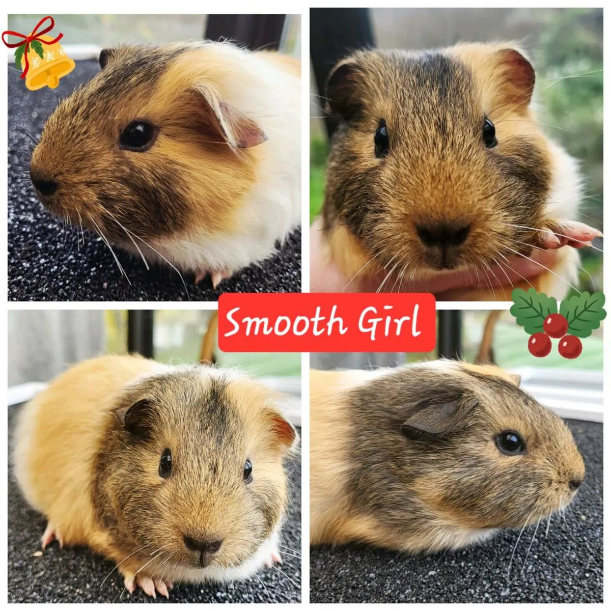 Quality Guinea Pigs for sale 🎄🎄🎄 - Image 2