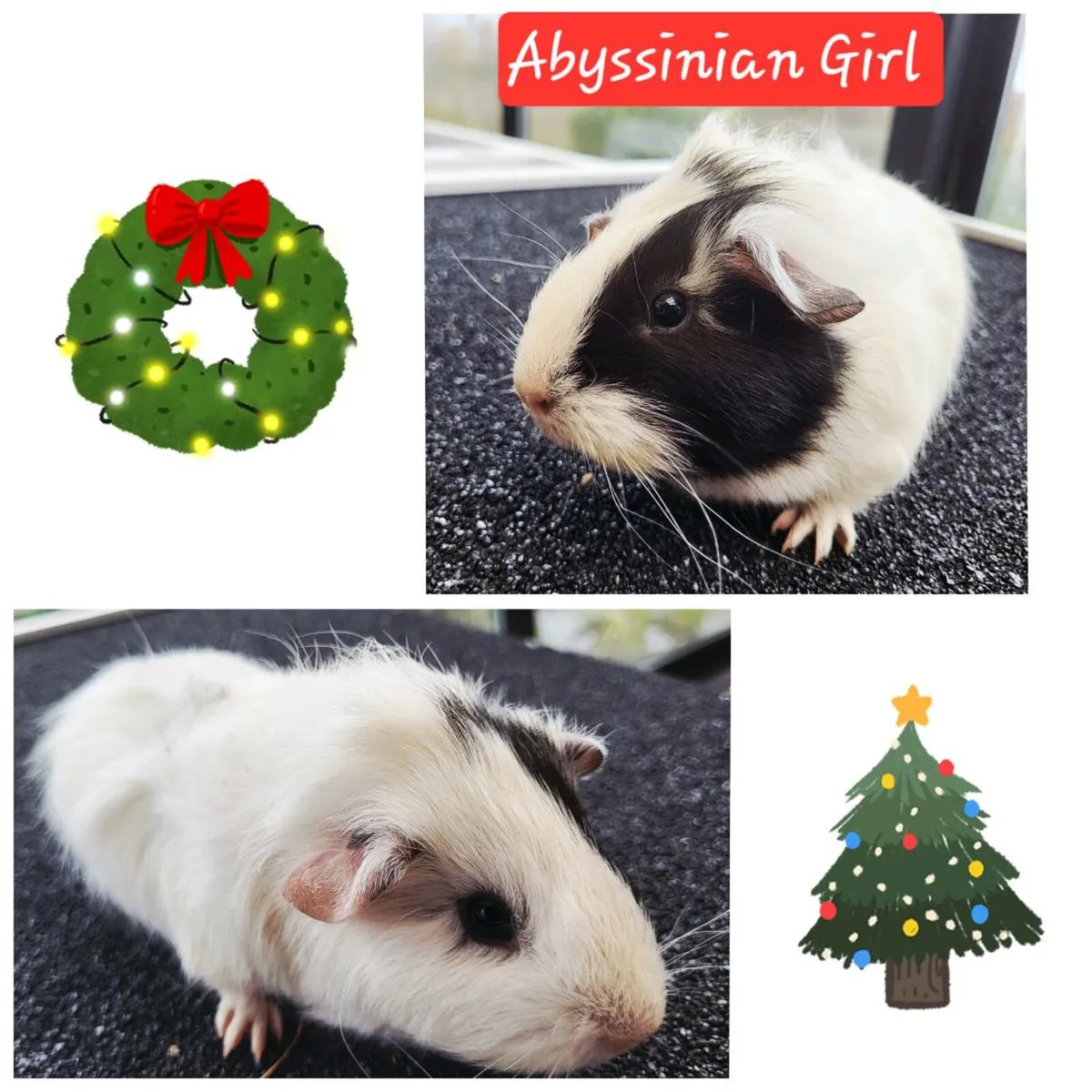 Quality Guinea Pigs for sale 🎄🎄🎄 - Image 3