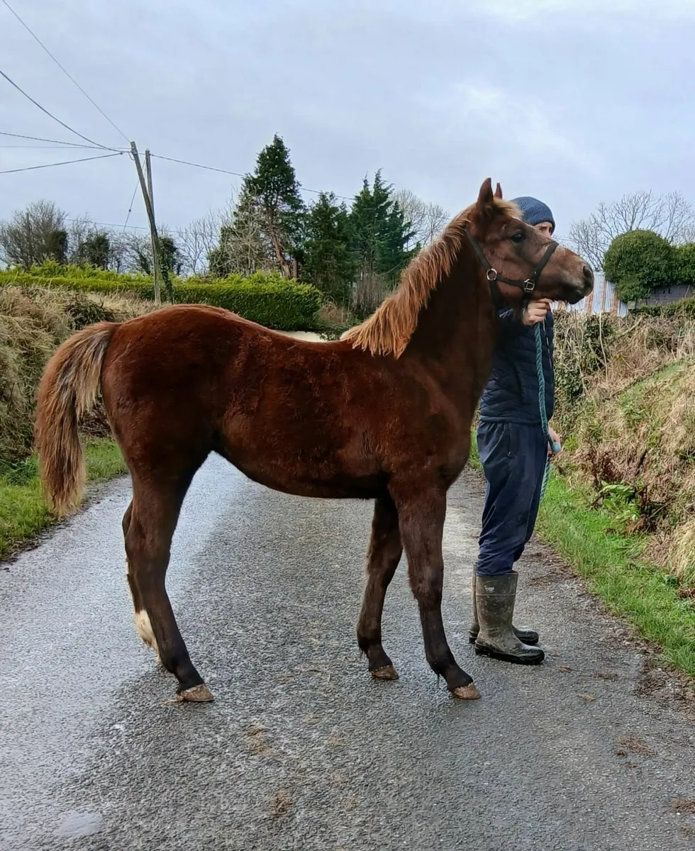 Irish Draught Colt Foal - Image 1