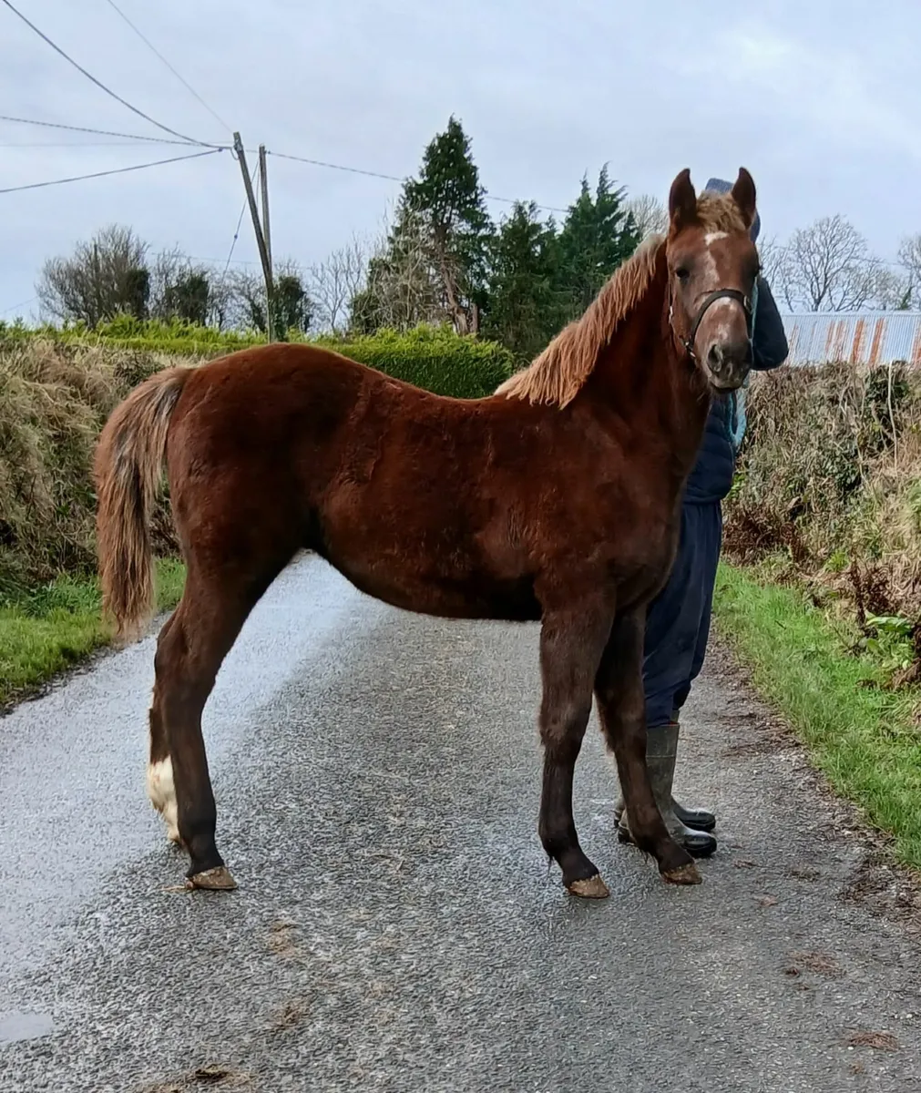 Irish Draught Colt Foal - Image 2