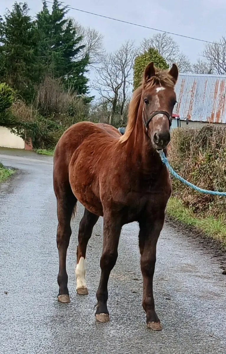 Irish Draught Colt Foal - Image 3