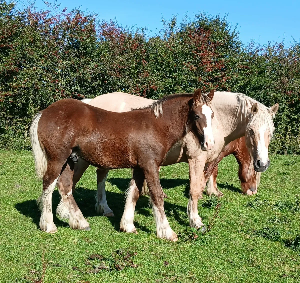 Horses - Image 1