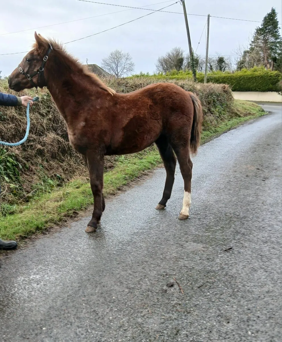 Irish Draught Colt Foal - Image 4