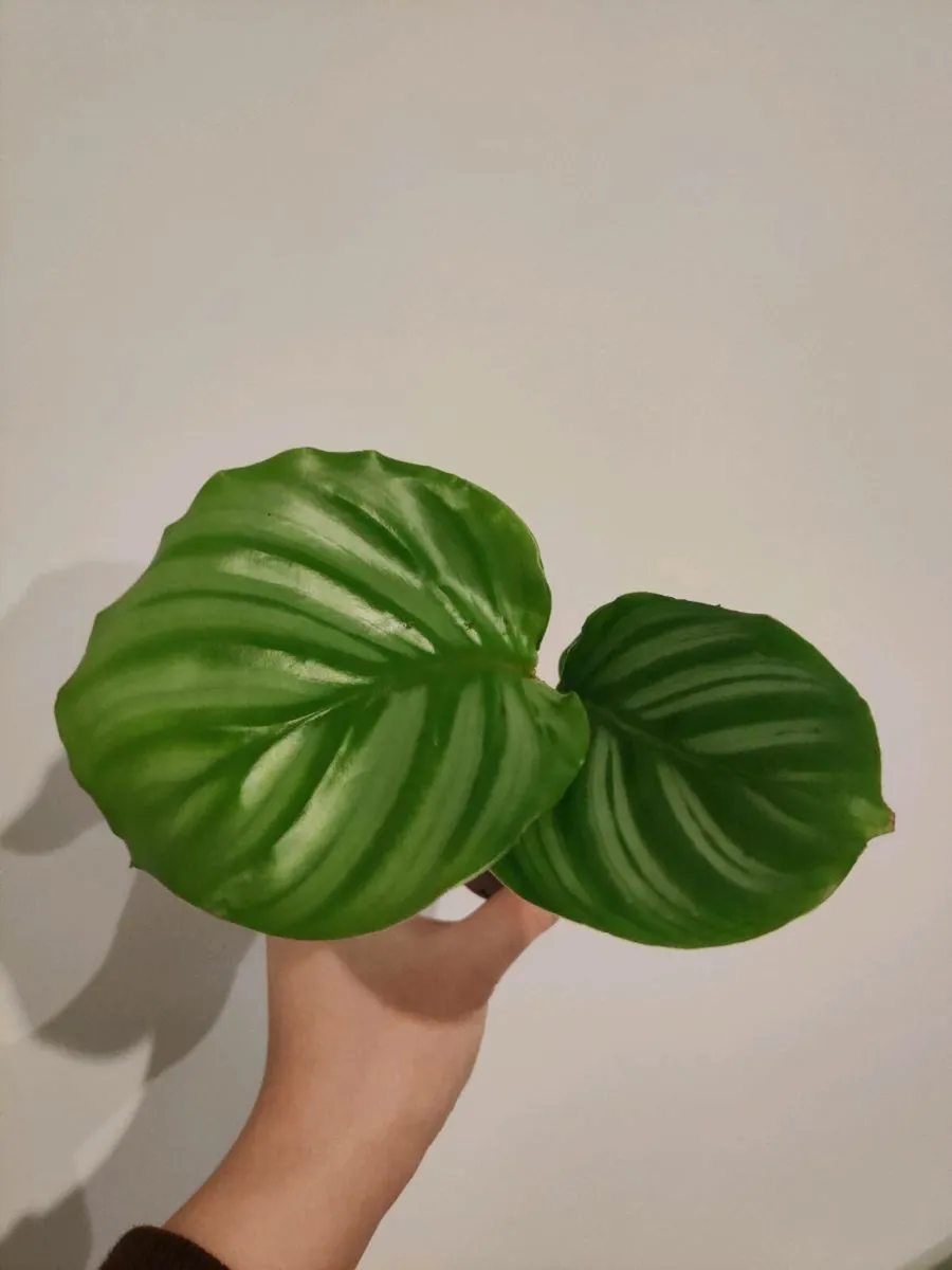 Baby Calathea Orbifolia - Image 1