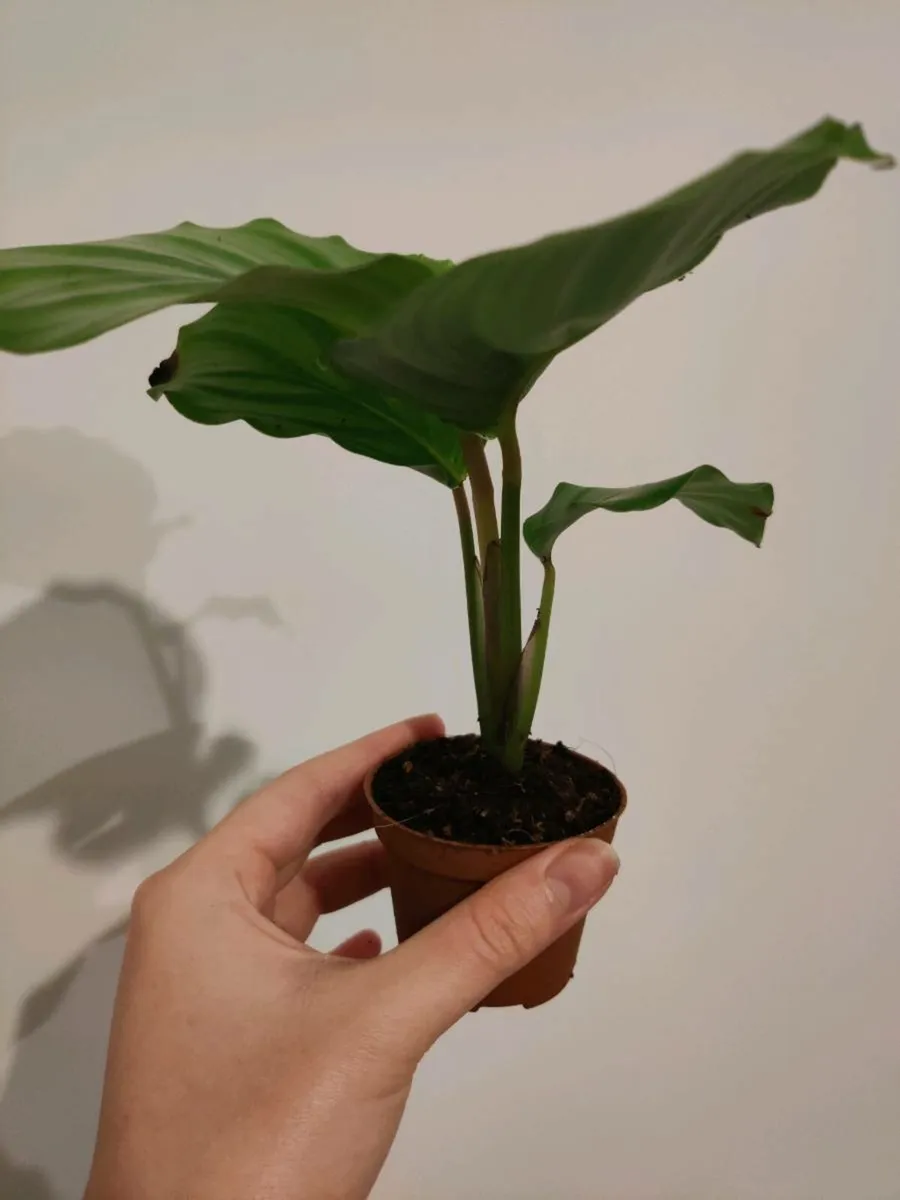 Baby Calathea Orbifolia - Image 2