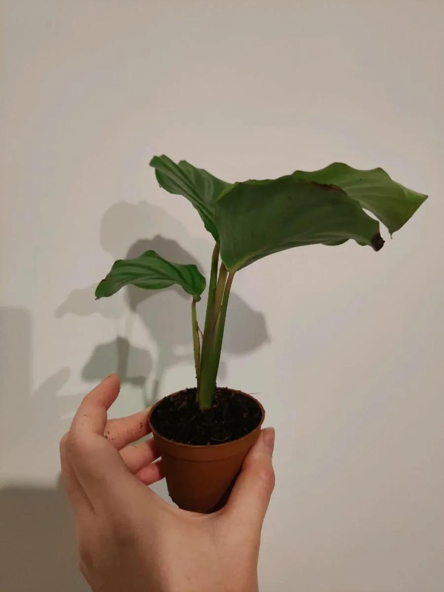Baby Calathea Orbifolia - Image 3