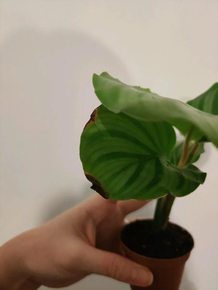 Baby Calathea Orbifolia - Image 4