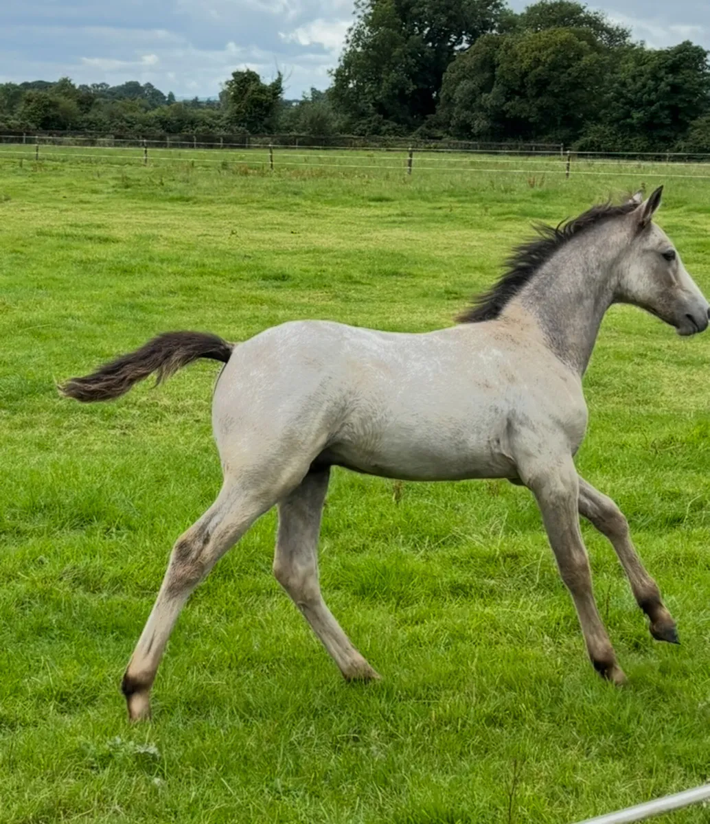Connemara colt foal stallion potential - Image 1