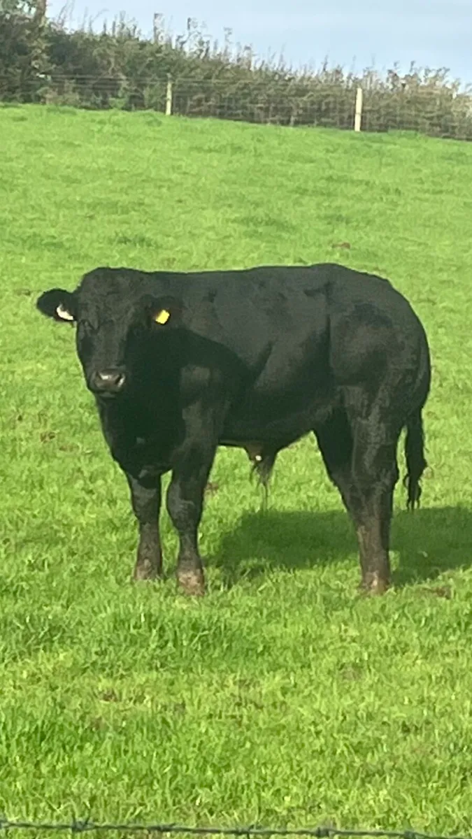 Bull weanlings - Image 2