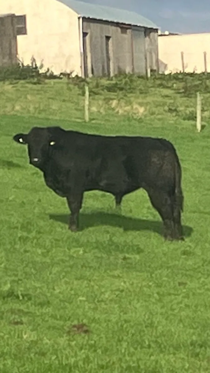 Bull weanlings - Image 3