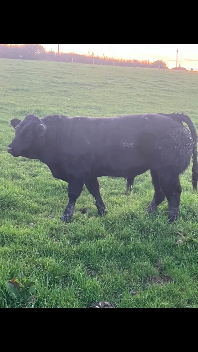 Bull weanlings - Image 4