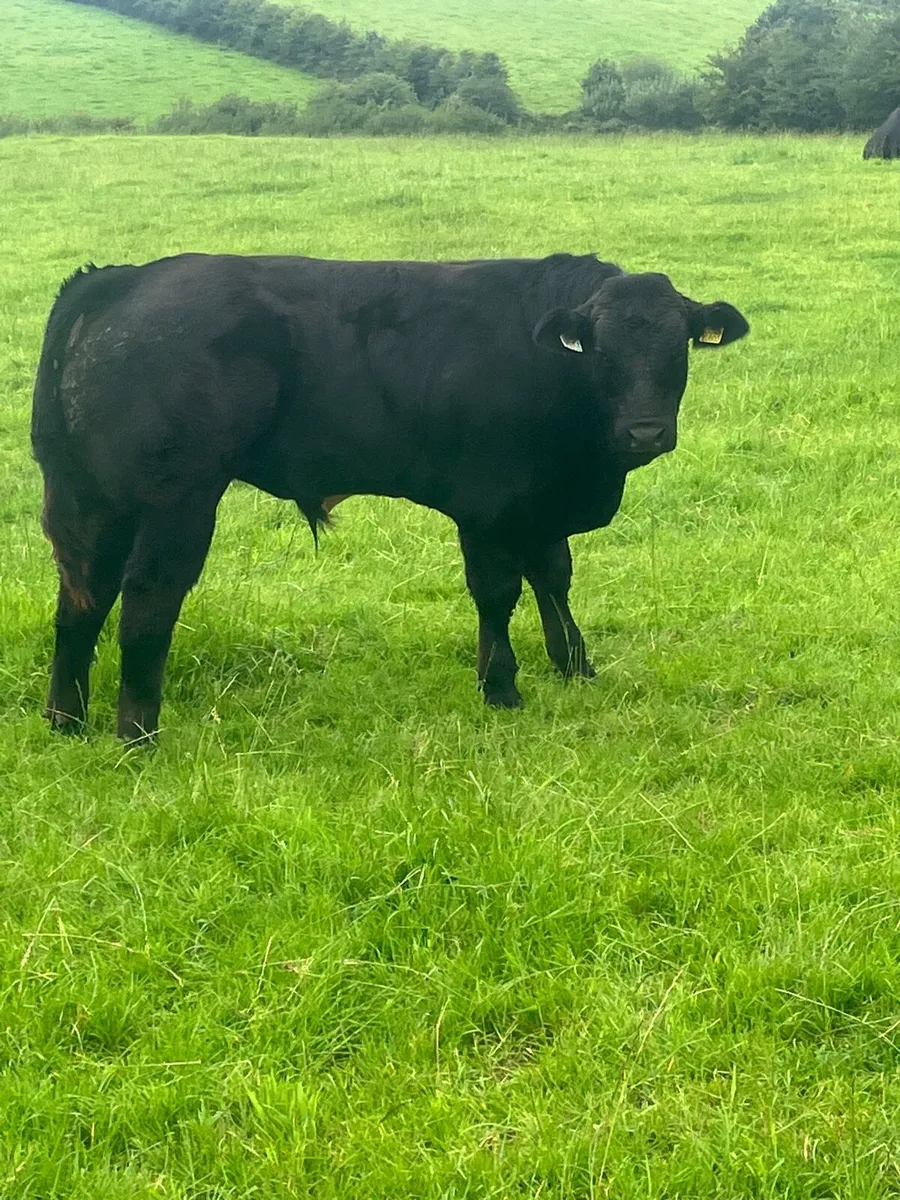 Bull weanlings - Image 1