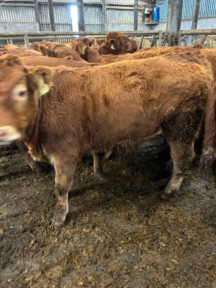 SUPER QUALITY LIM BULL WEANLINGS - Image 1