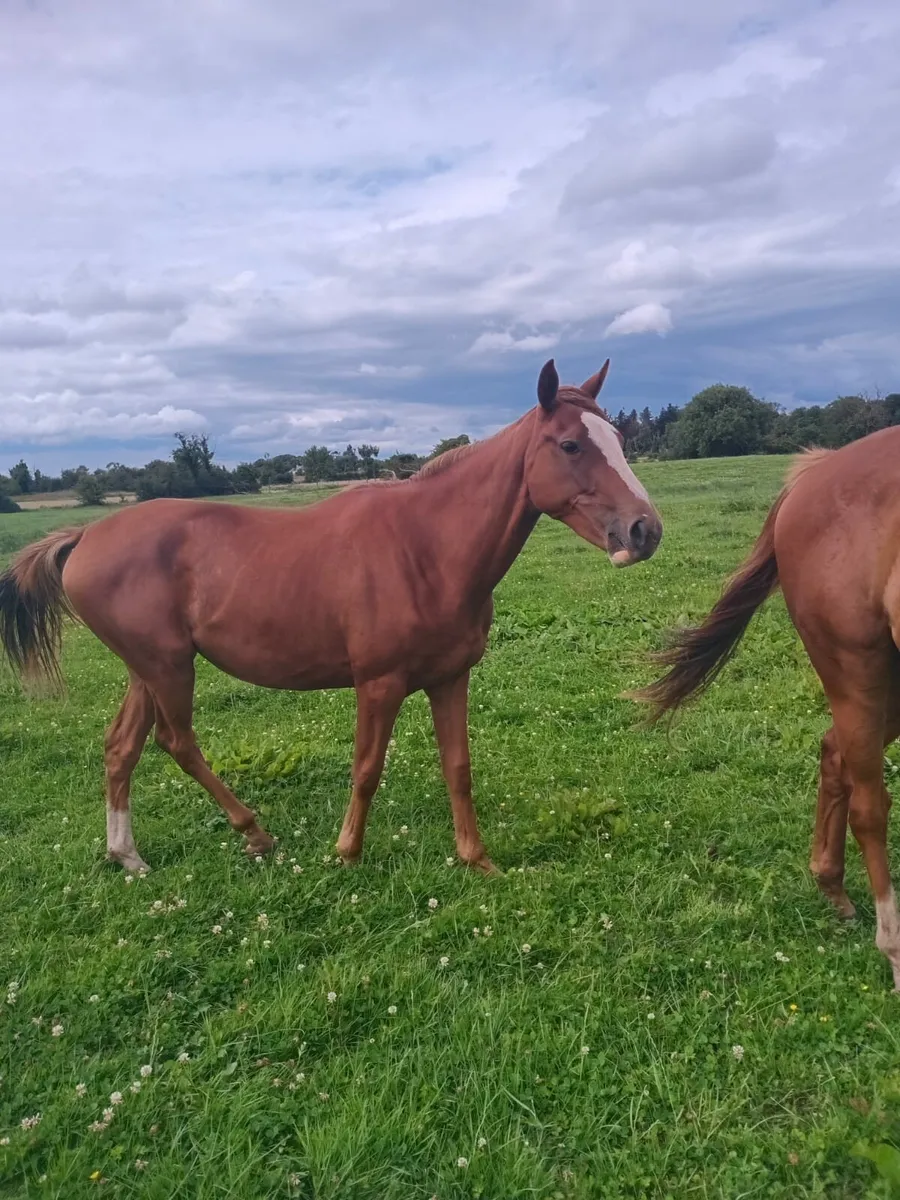 3 year old gelding