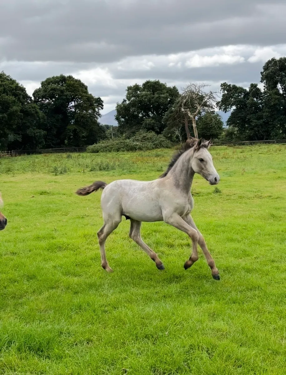 Connemara colt foal stallion potential - Image 2
