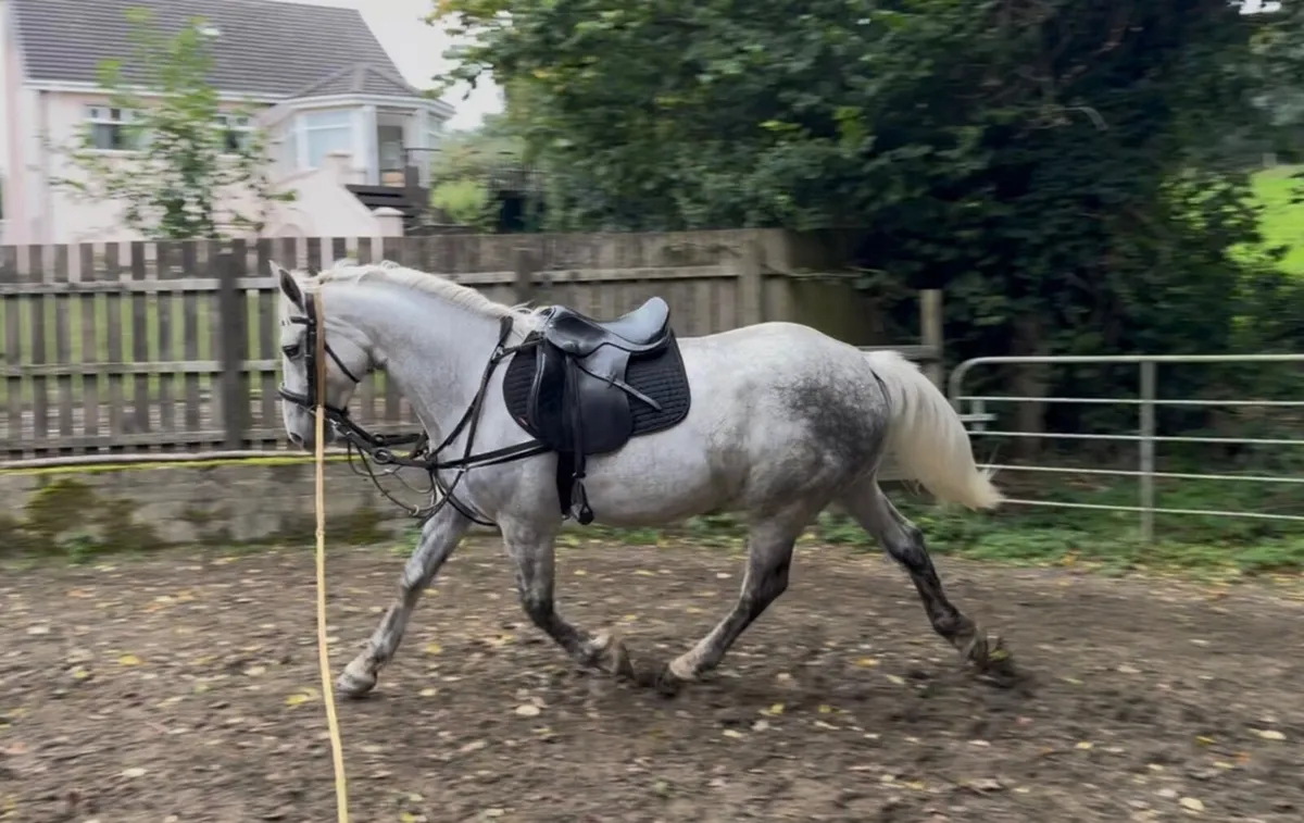 Quality Irish Draught Gelding - Image 1
