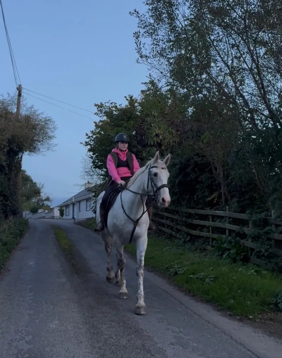 Quality Irish Draught Gelding - Image 2