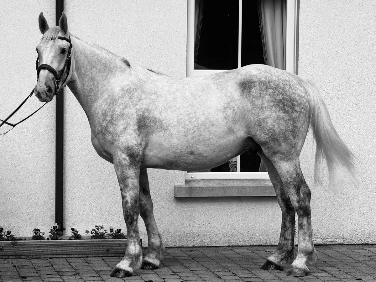 Quality Irish Draught Gelding - Image 3