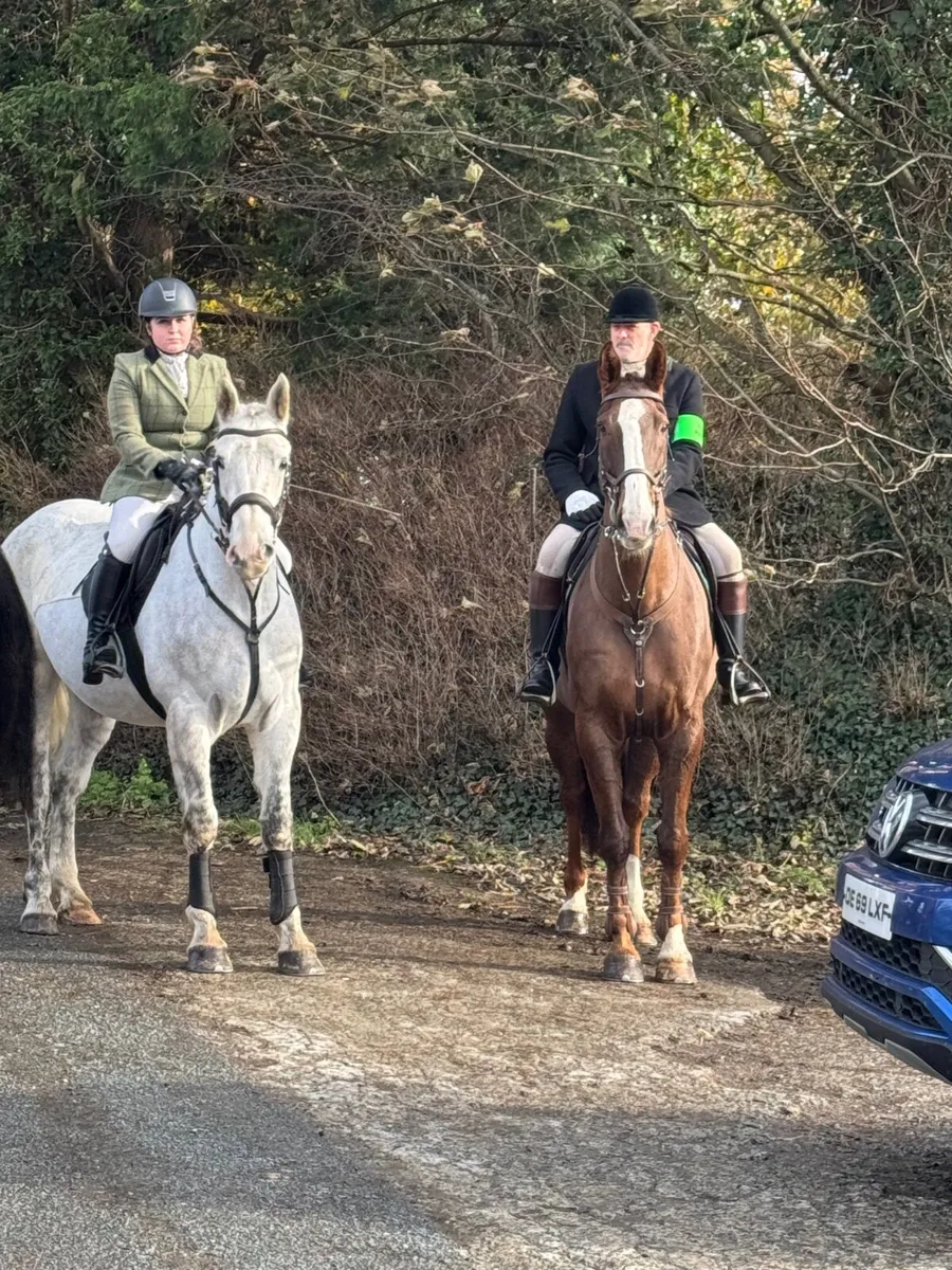 Quality Irish Draught Gelding - Image 4