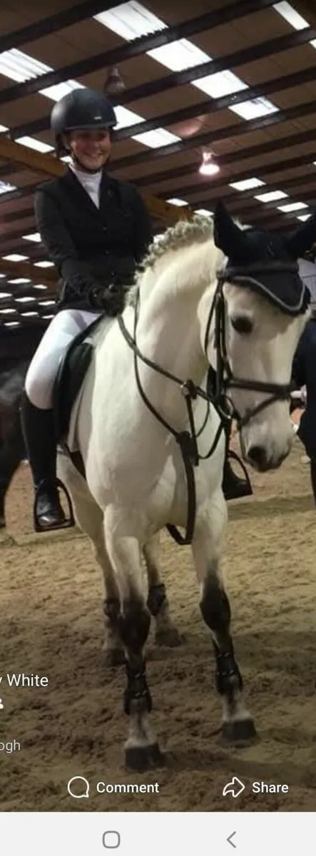 148cm /14.2 Connemara Gelding