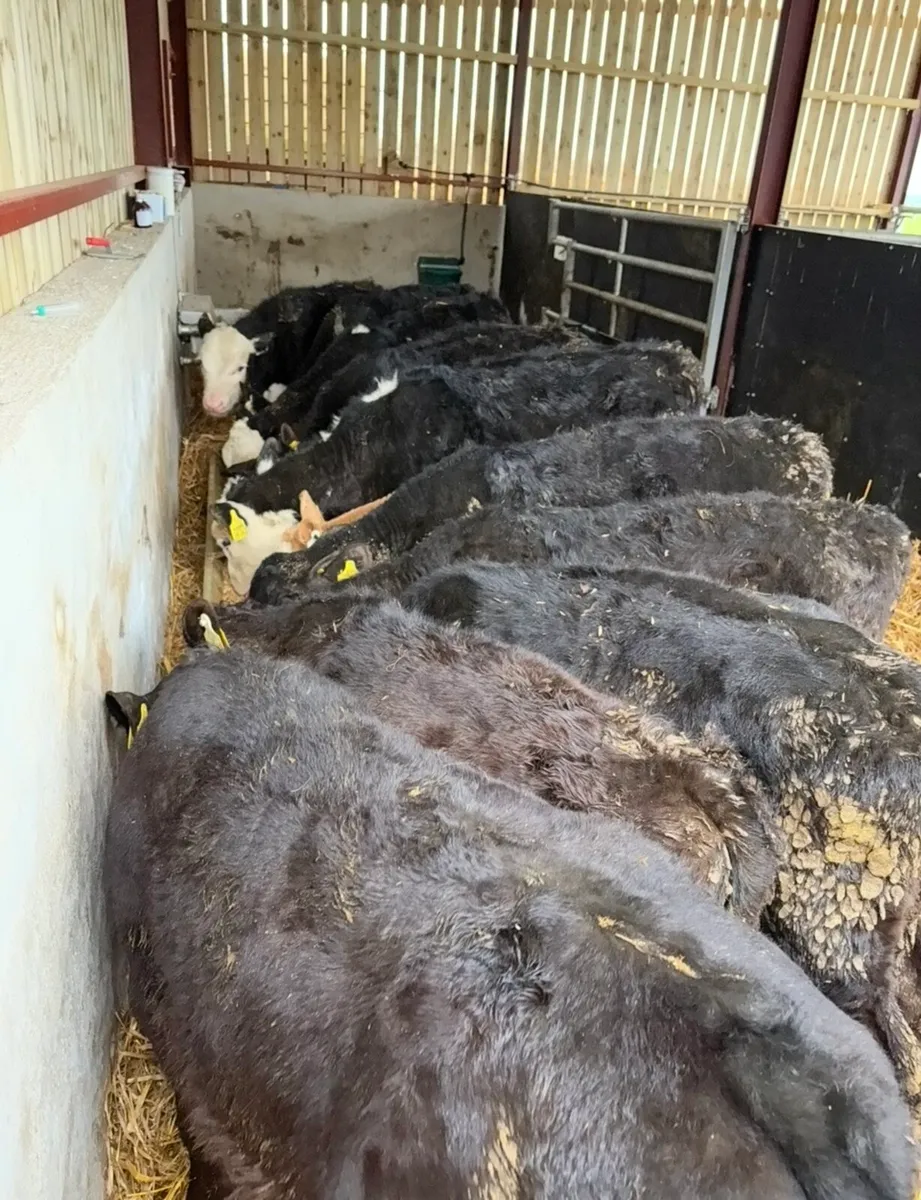 12 top quality bull runners - Image 1