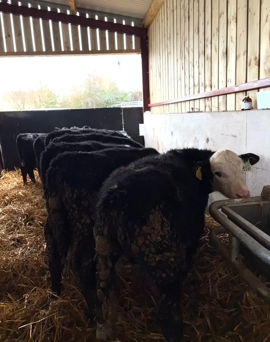 12 top quality bull runners - Image 2