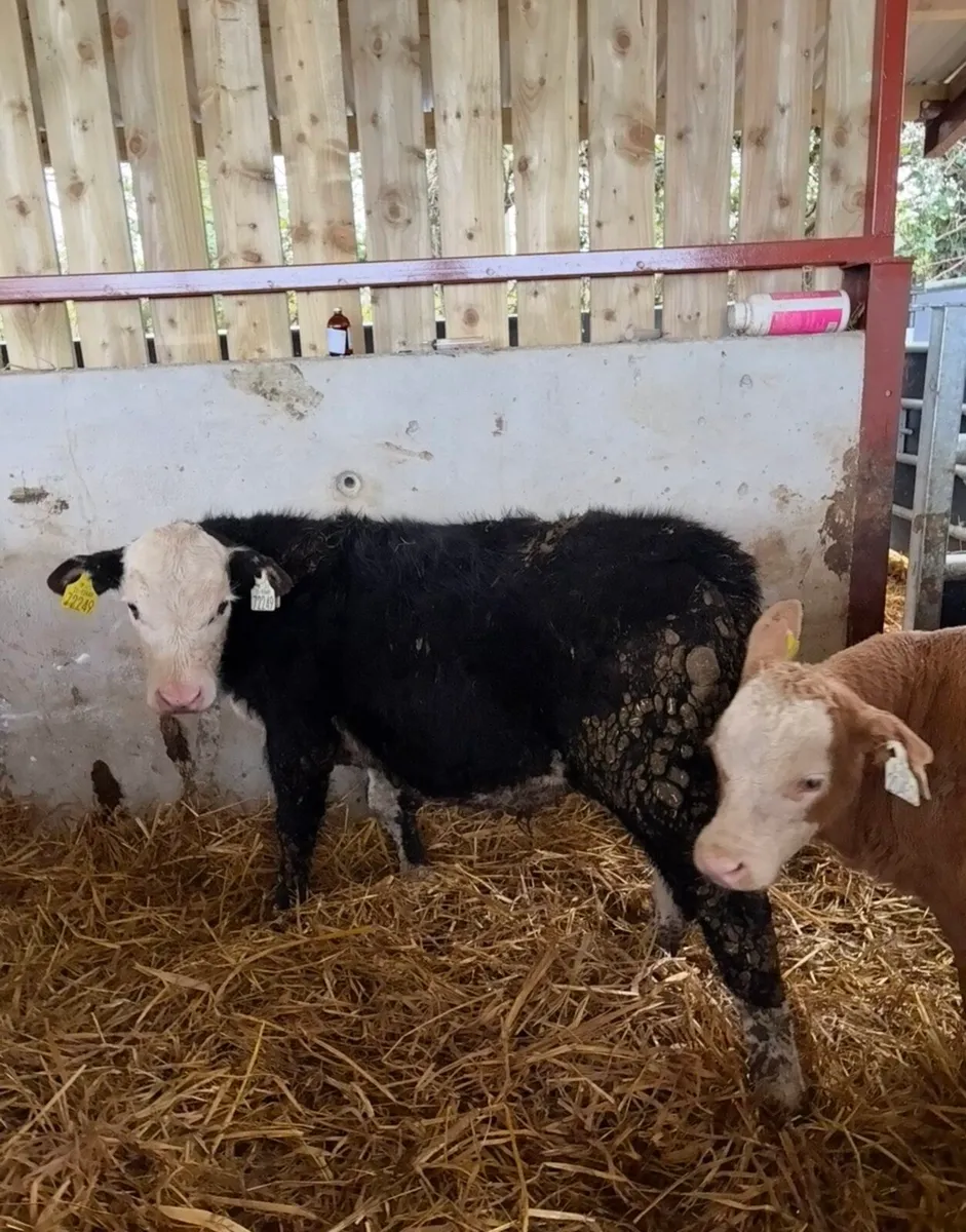 12 top quality bull runners - Image 3