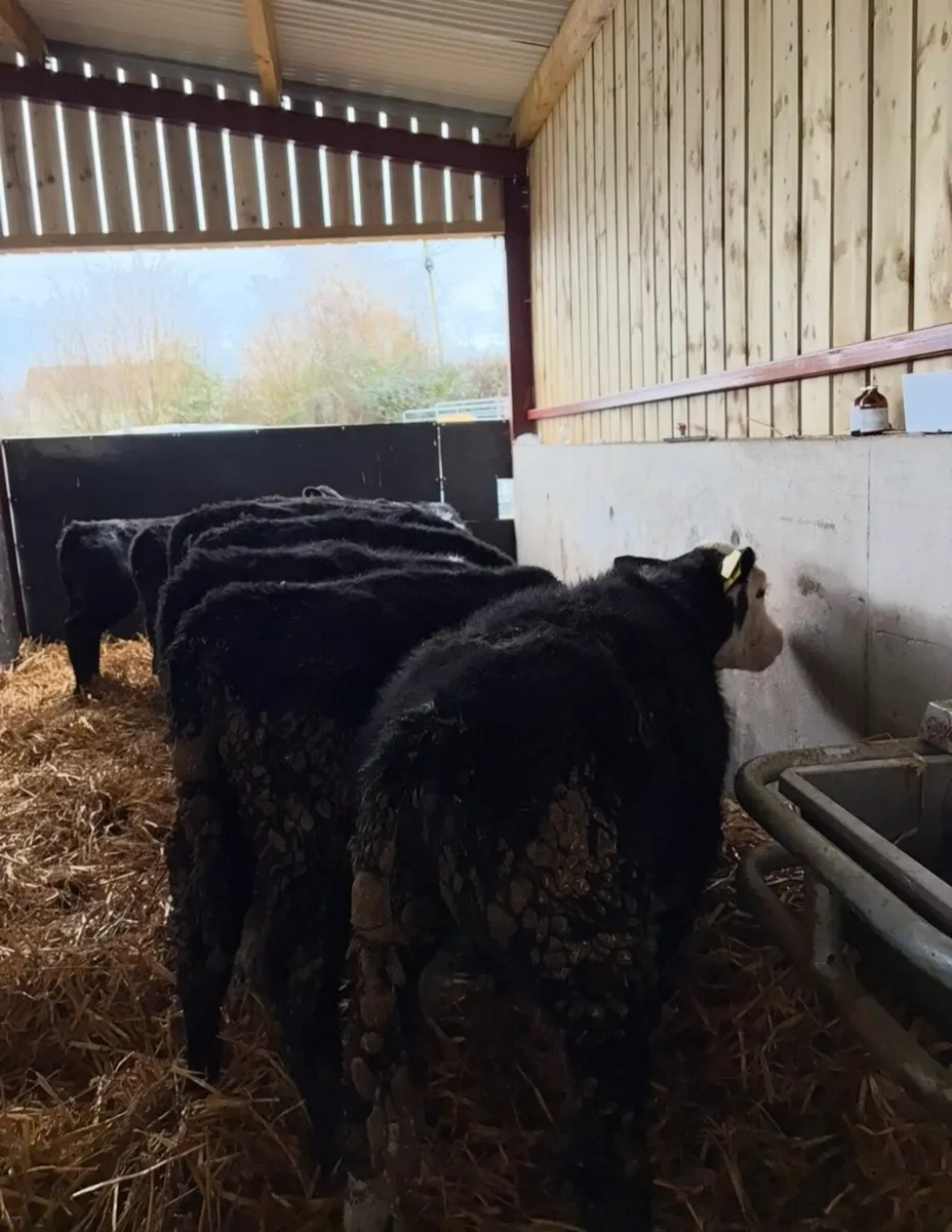 12 top quality bull runners - Image 4