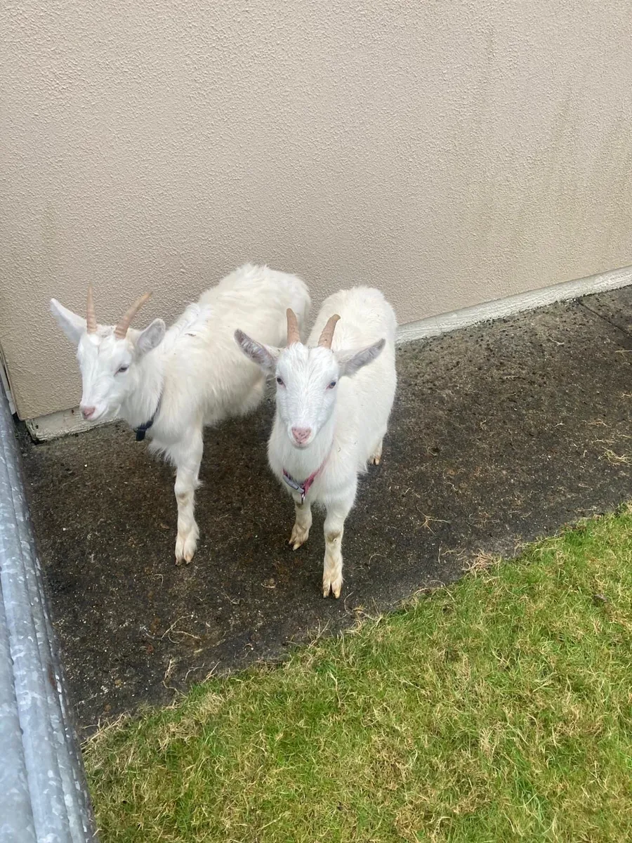 Two 9 month old kid goats for sale - Image 1