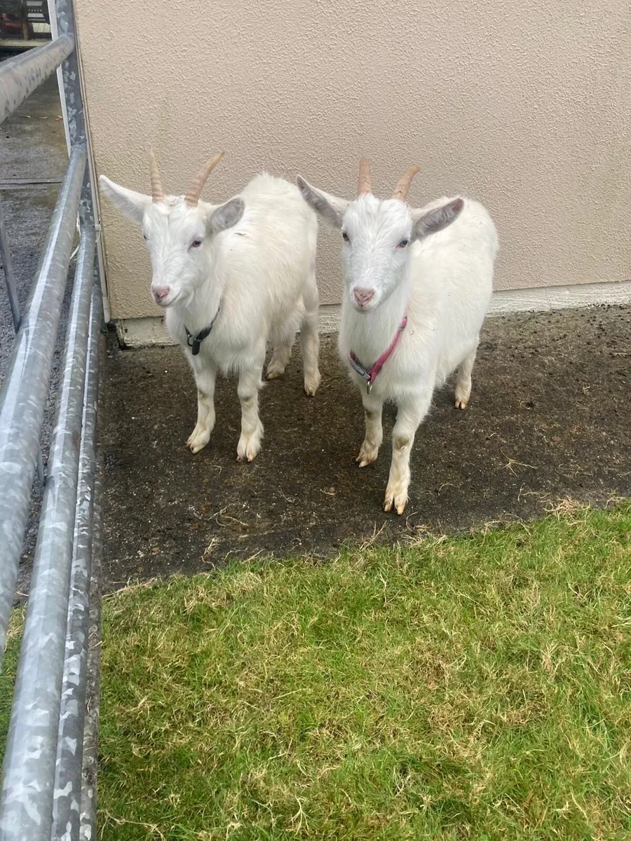 Two 9 month old kid goats for sale - Image 2