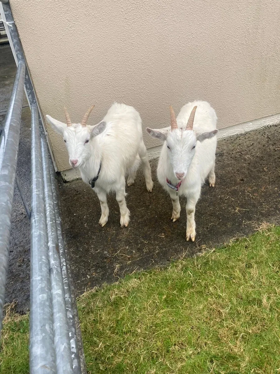 Two 9 month old kid goats for sale - Image 3