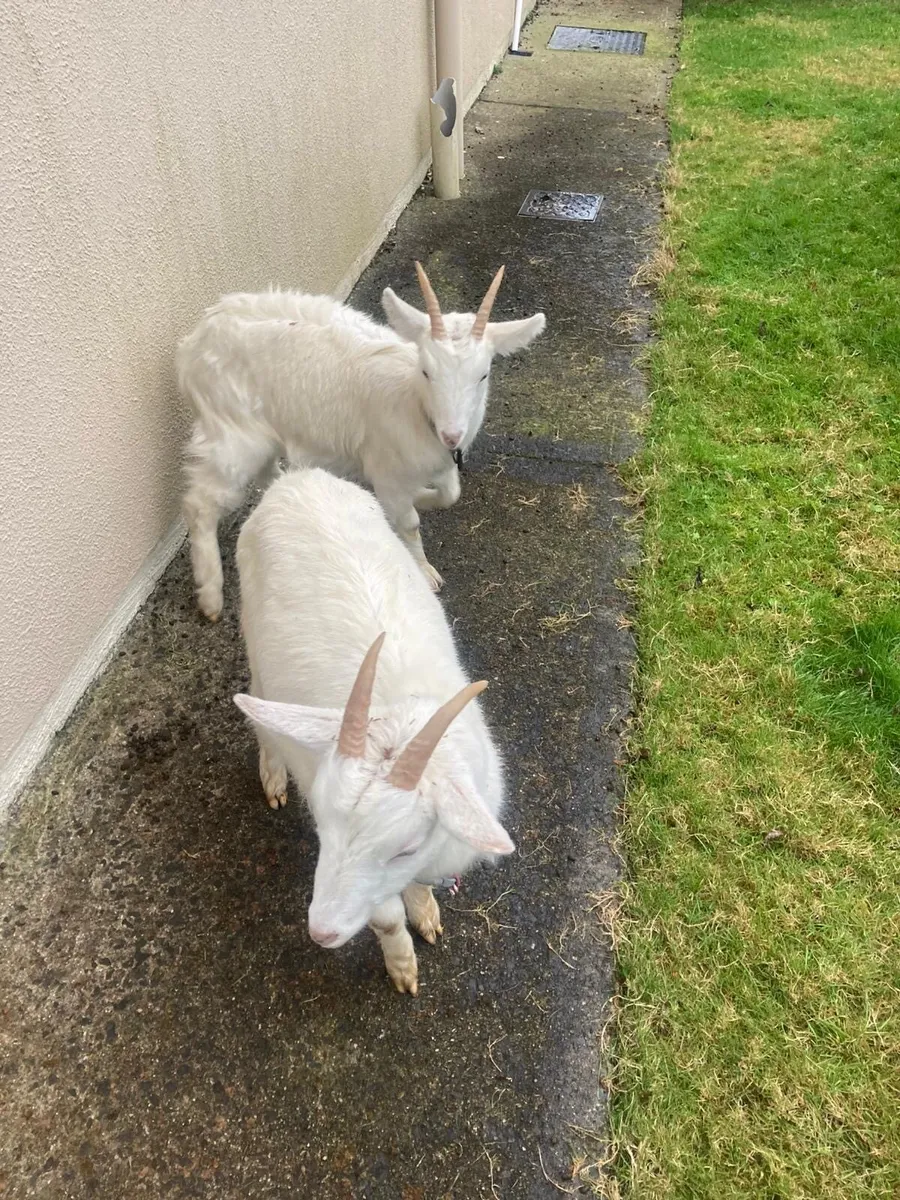 Two 9 month old kid goats for sale - Image 4