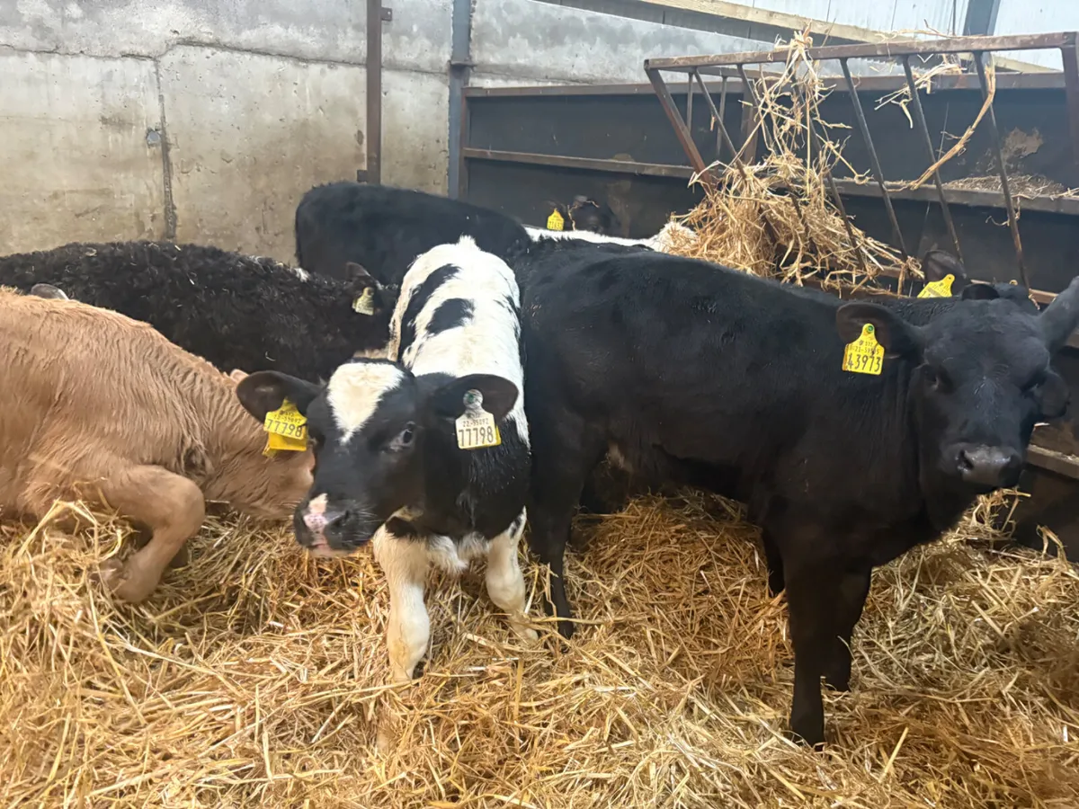 12 SUPER HEIFER CALVES - Image 2