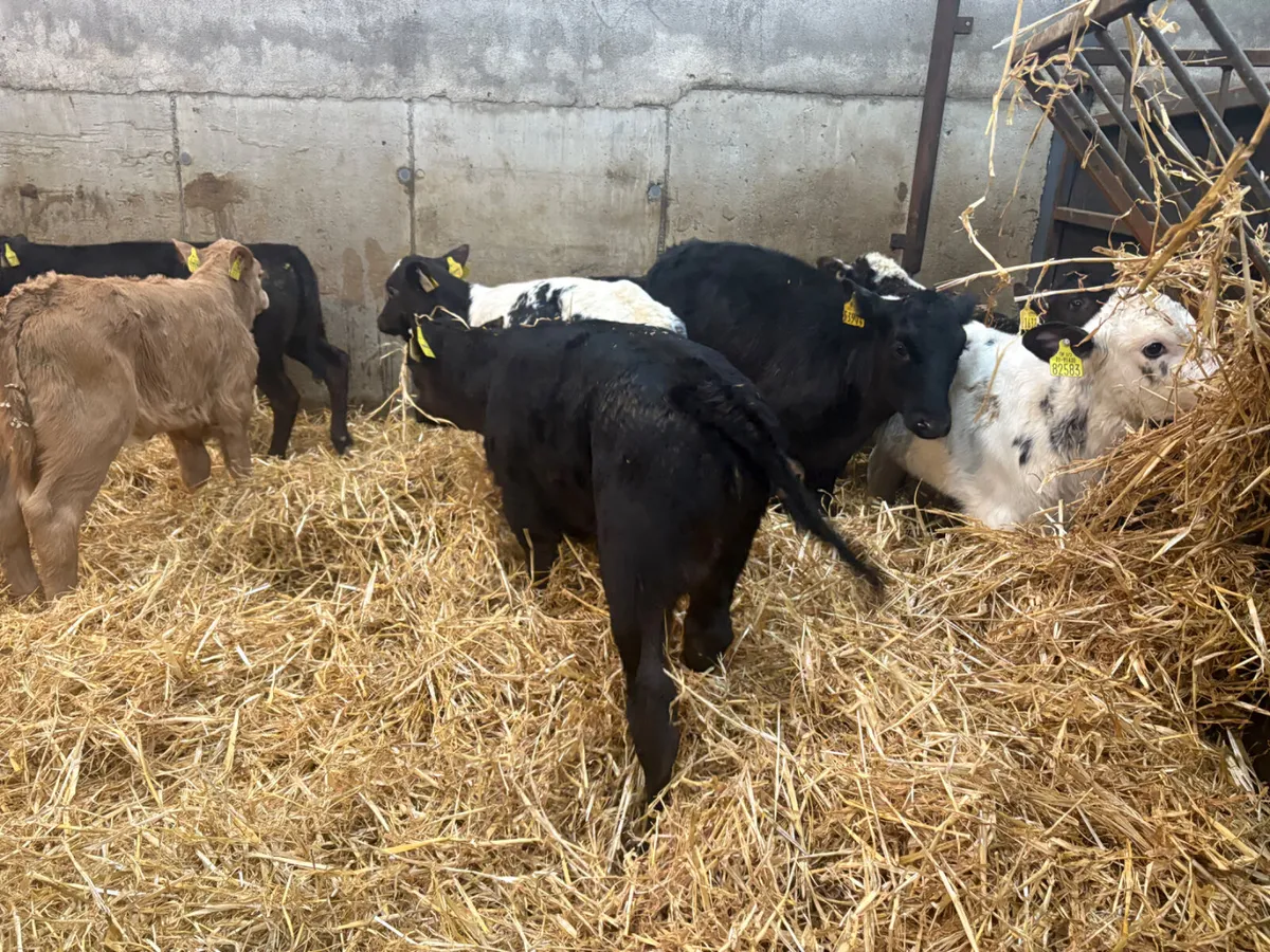 12 SUPER HEIFER CALVES - Image 4