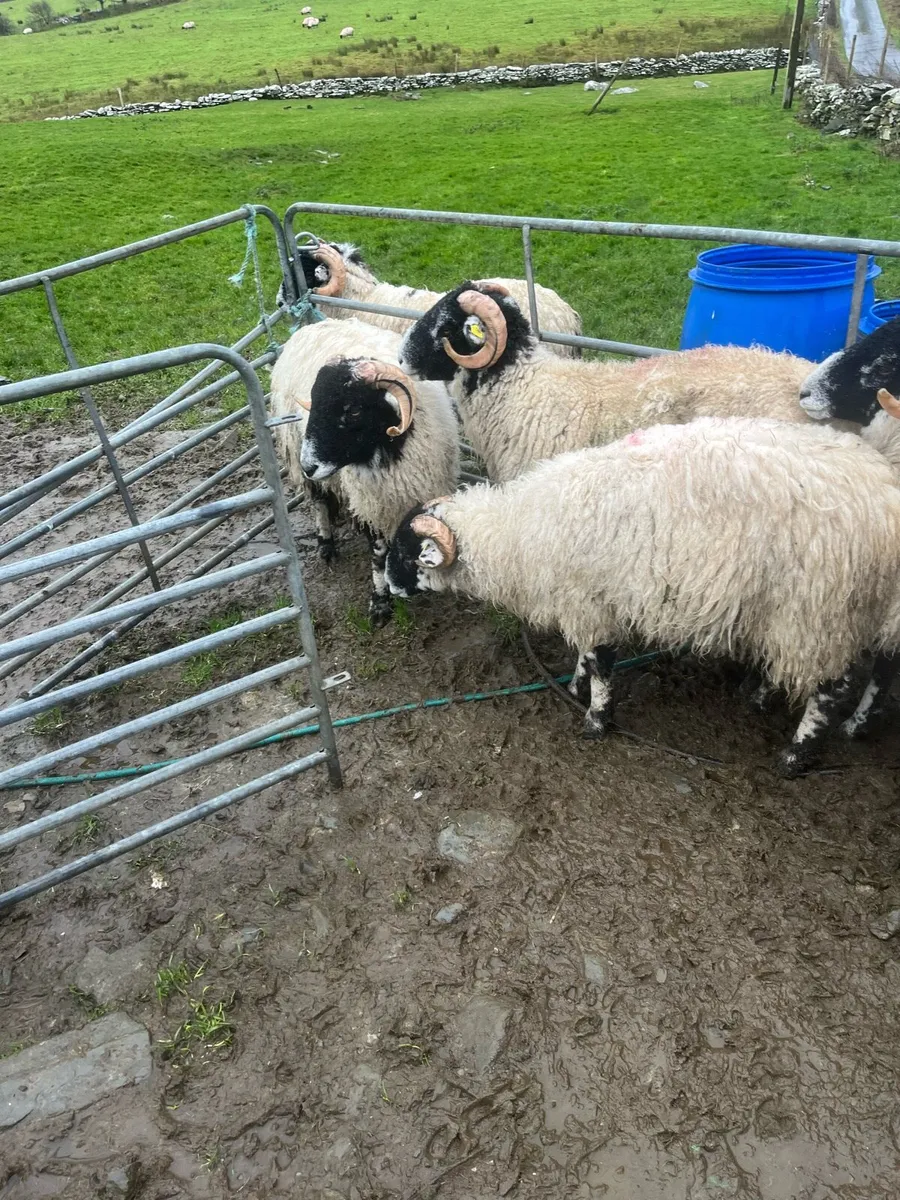 S I S Ran lambs - Image 1