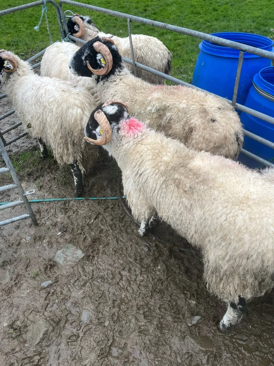 S I S Ran lambs - Image 2