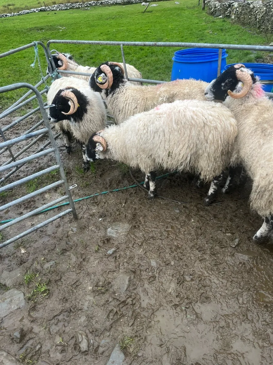 S I S Ran lambs - Image 3