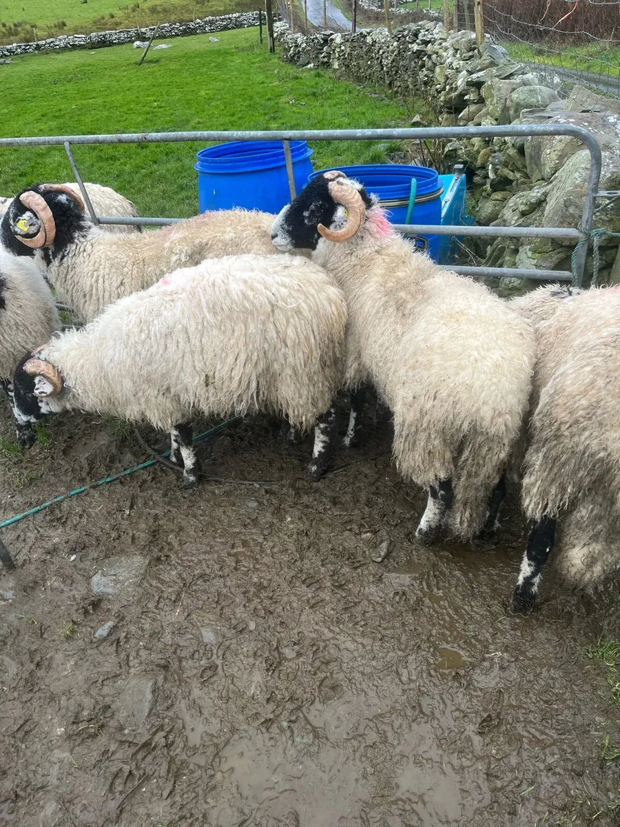 S I S Ran lambs - Image 4