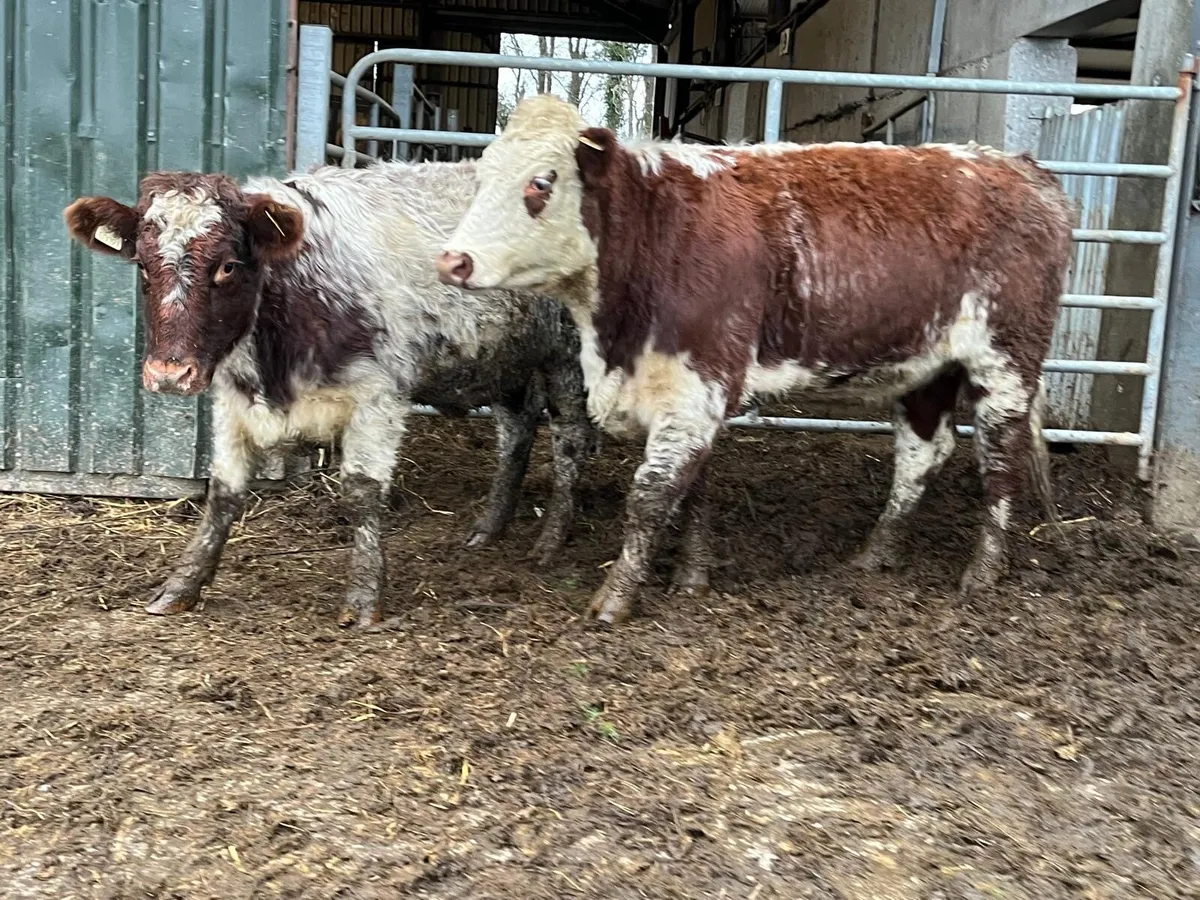 2 super shorthorn breeding heifers - Image 1