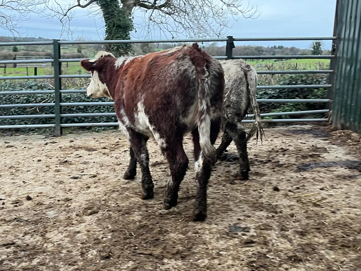 2 super shorthorn breeding heifers - Image 2