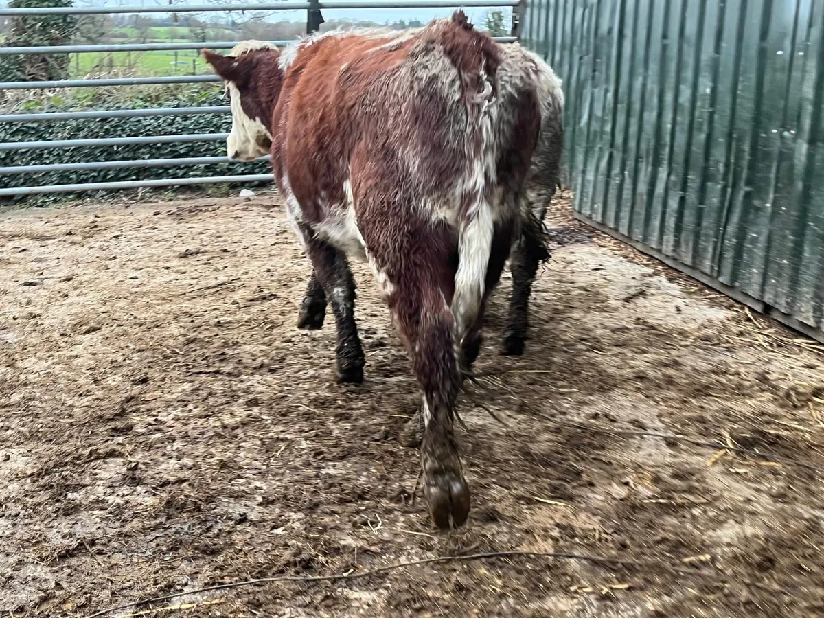 2 super shorthorn breeding heifers - Image 3