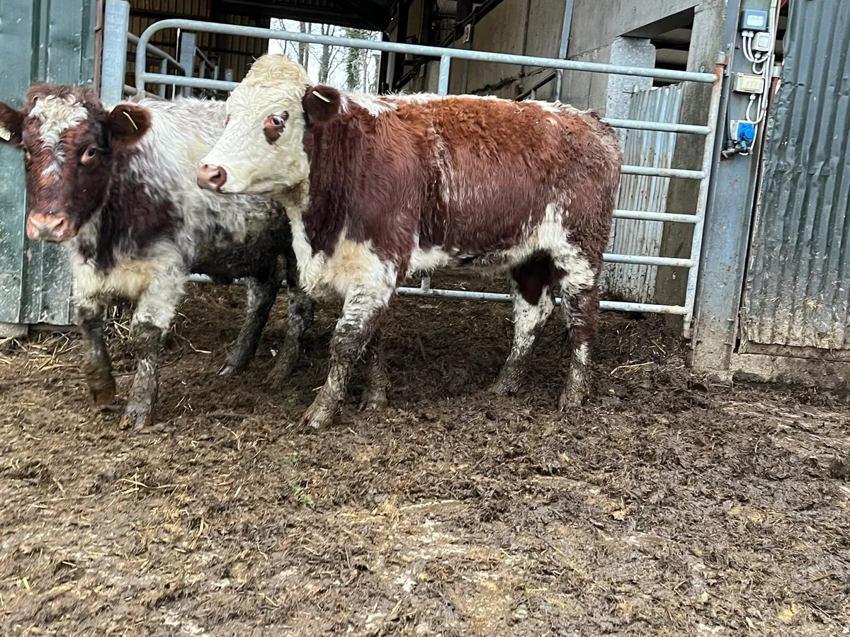 2 super shorthorn breeding heifers - Image 4