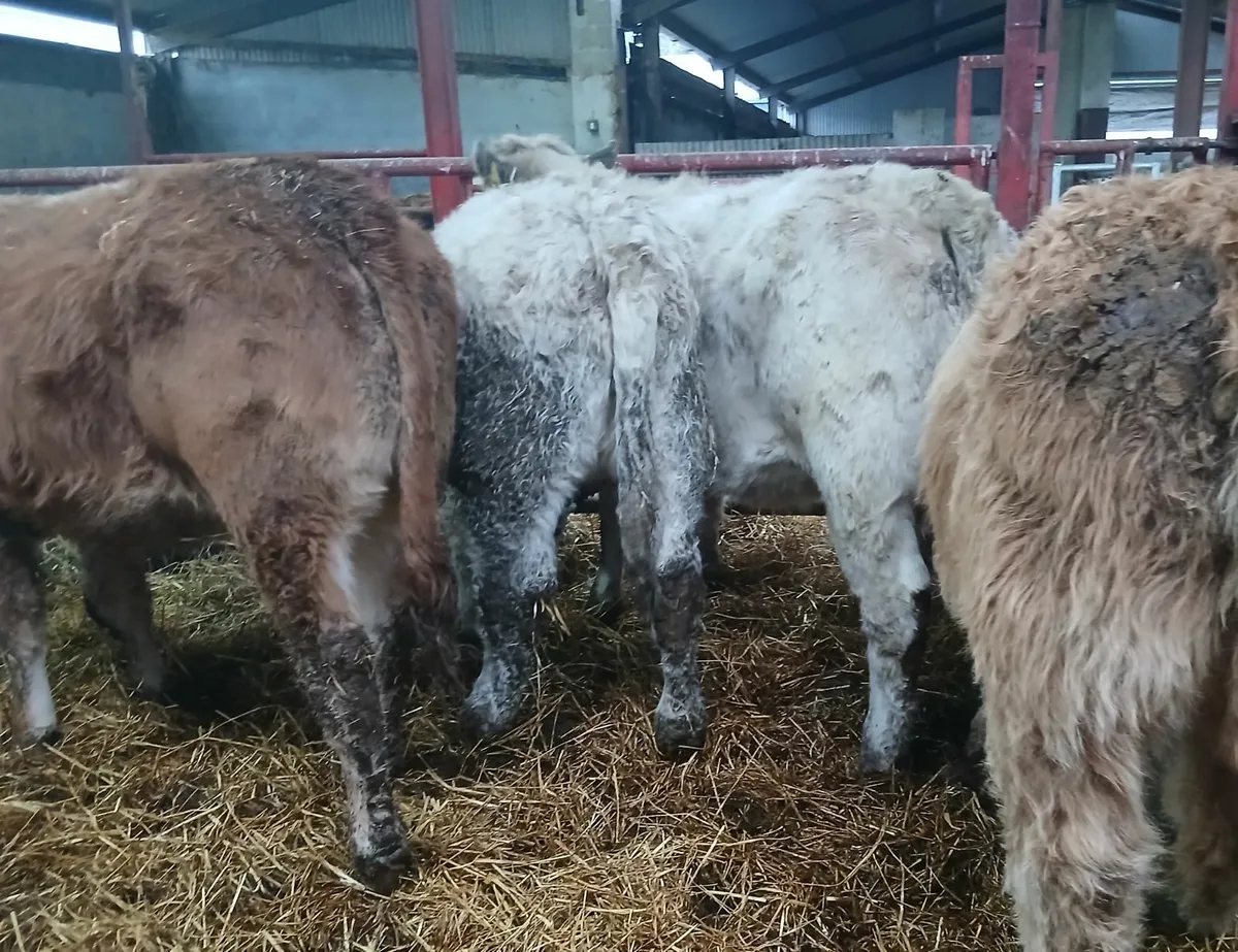 10 top quality u&r grade weanling-heifers - Image 1