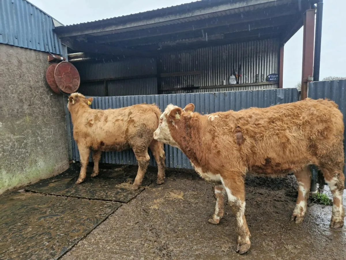2 Charolais Heifers - Image 1