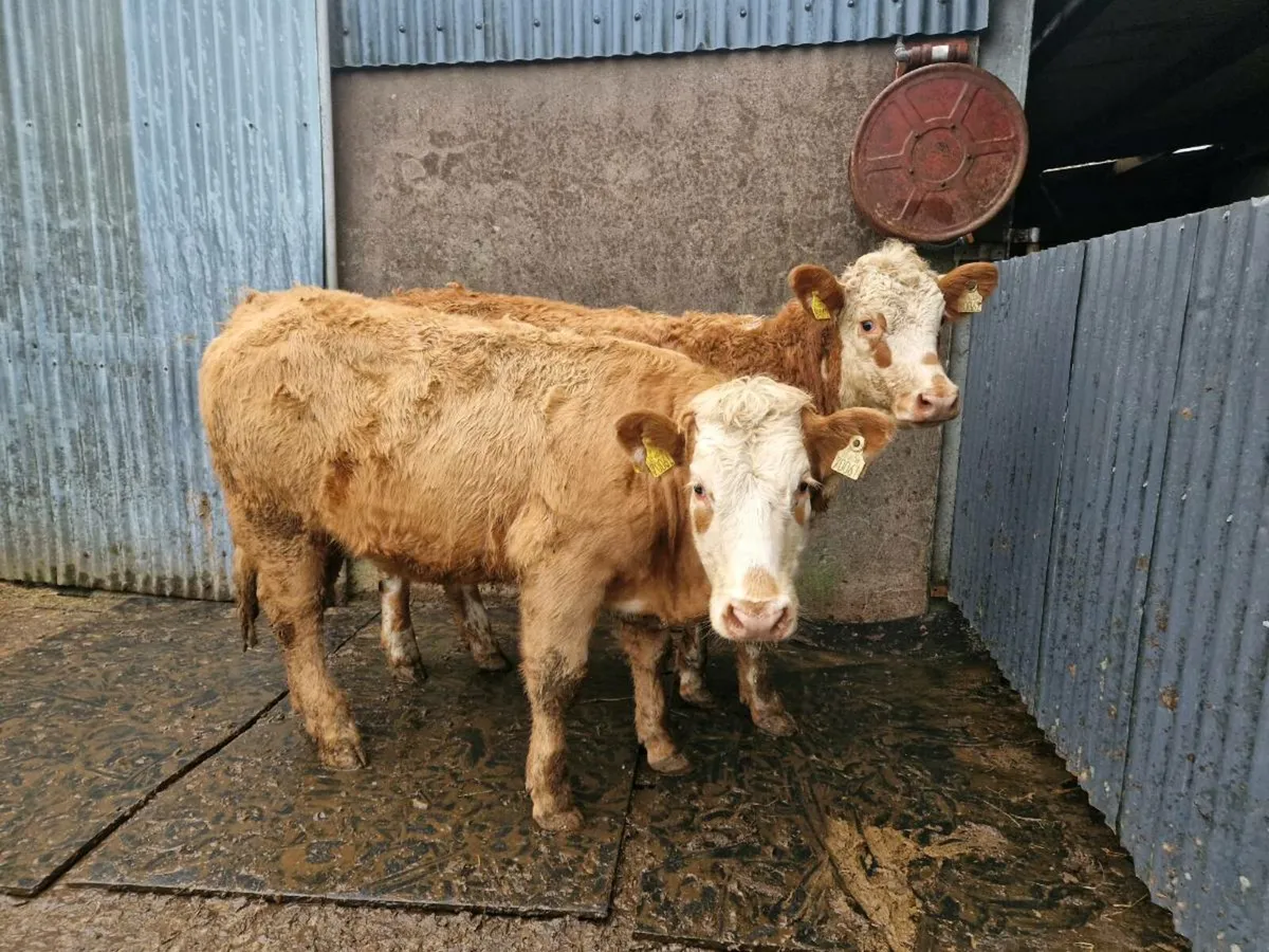 2 Charolais Heifers - Image 2