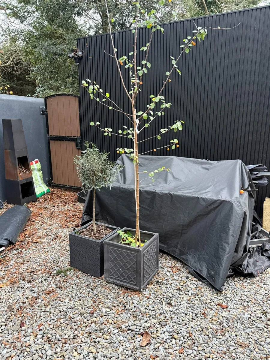 Crab Apple and olive trees - Image 1