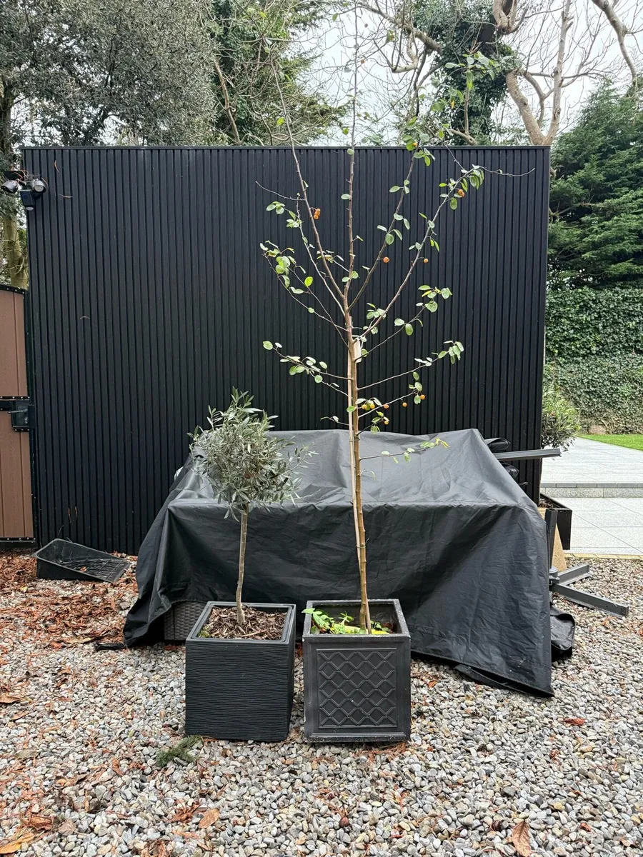 Crab Apple and olive trees - Image 2