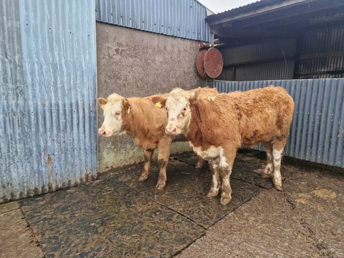 2 Charolais Heifers - Image 3