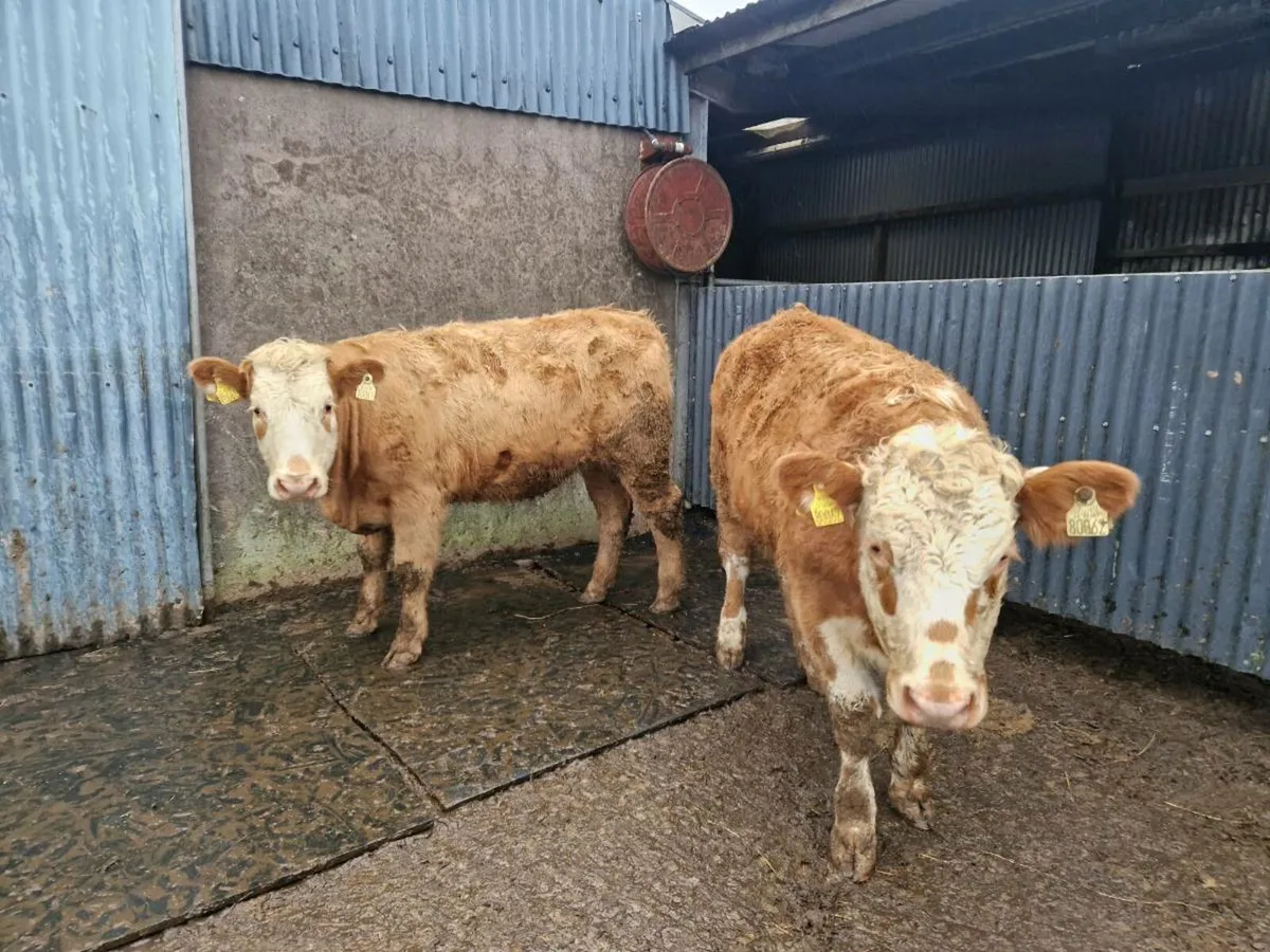 2 Charolais Heifers - Image 4
